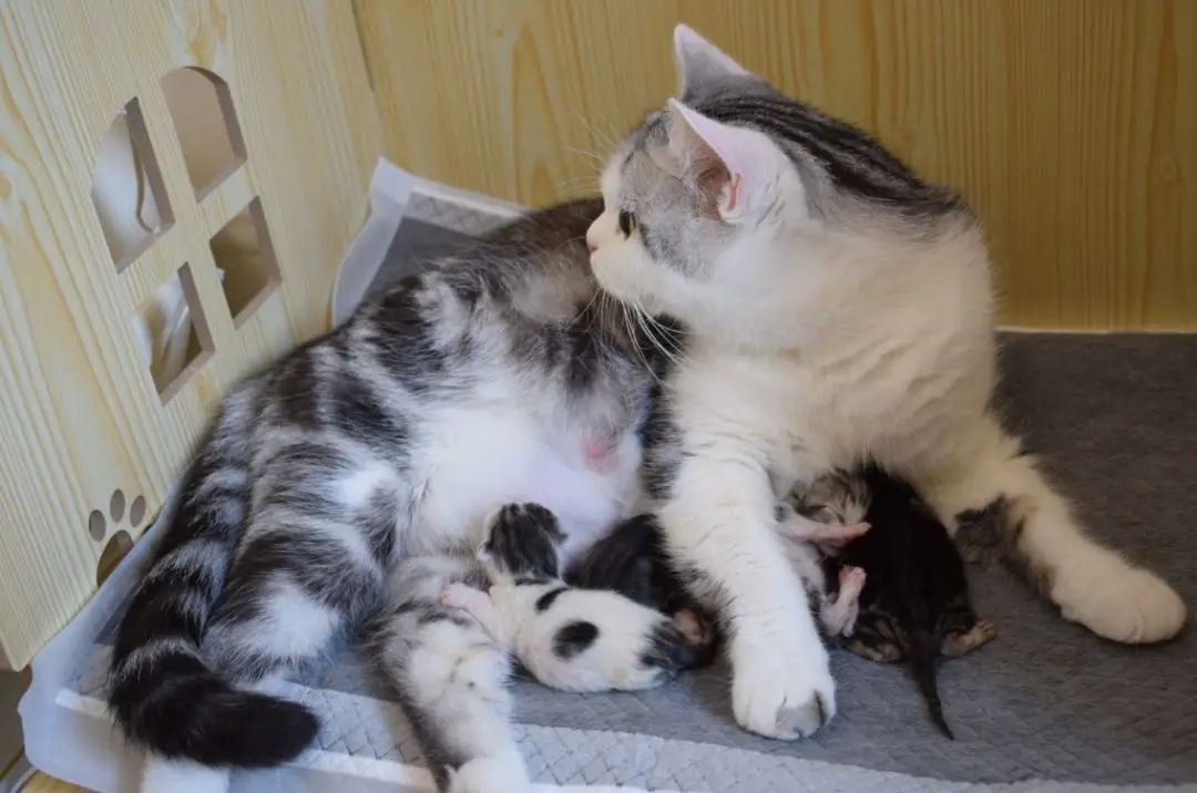 聊一聊「猫舍」
